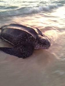 Leatherback turtle on Carriacou